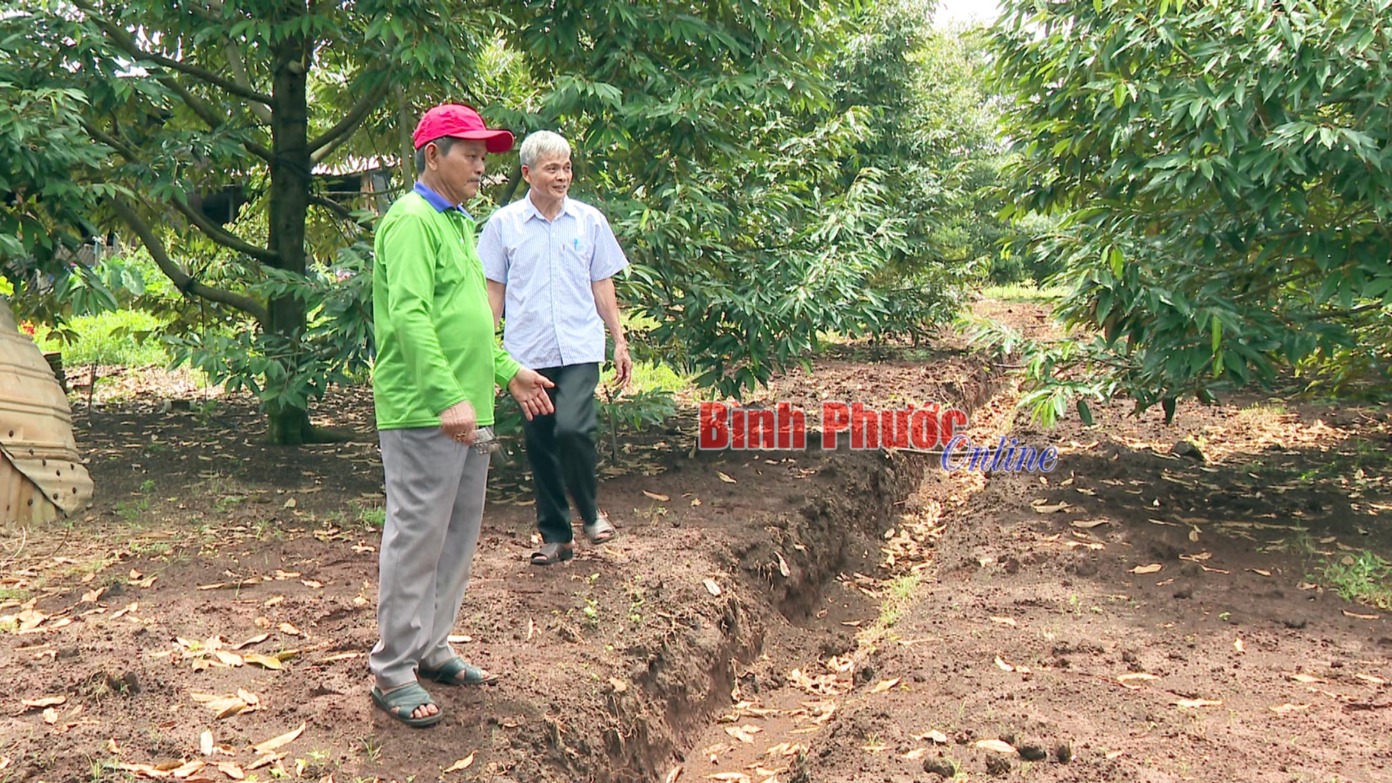 Chăm sóc sầu riêng mùa mưa