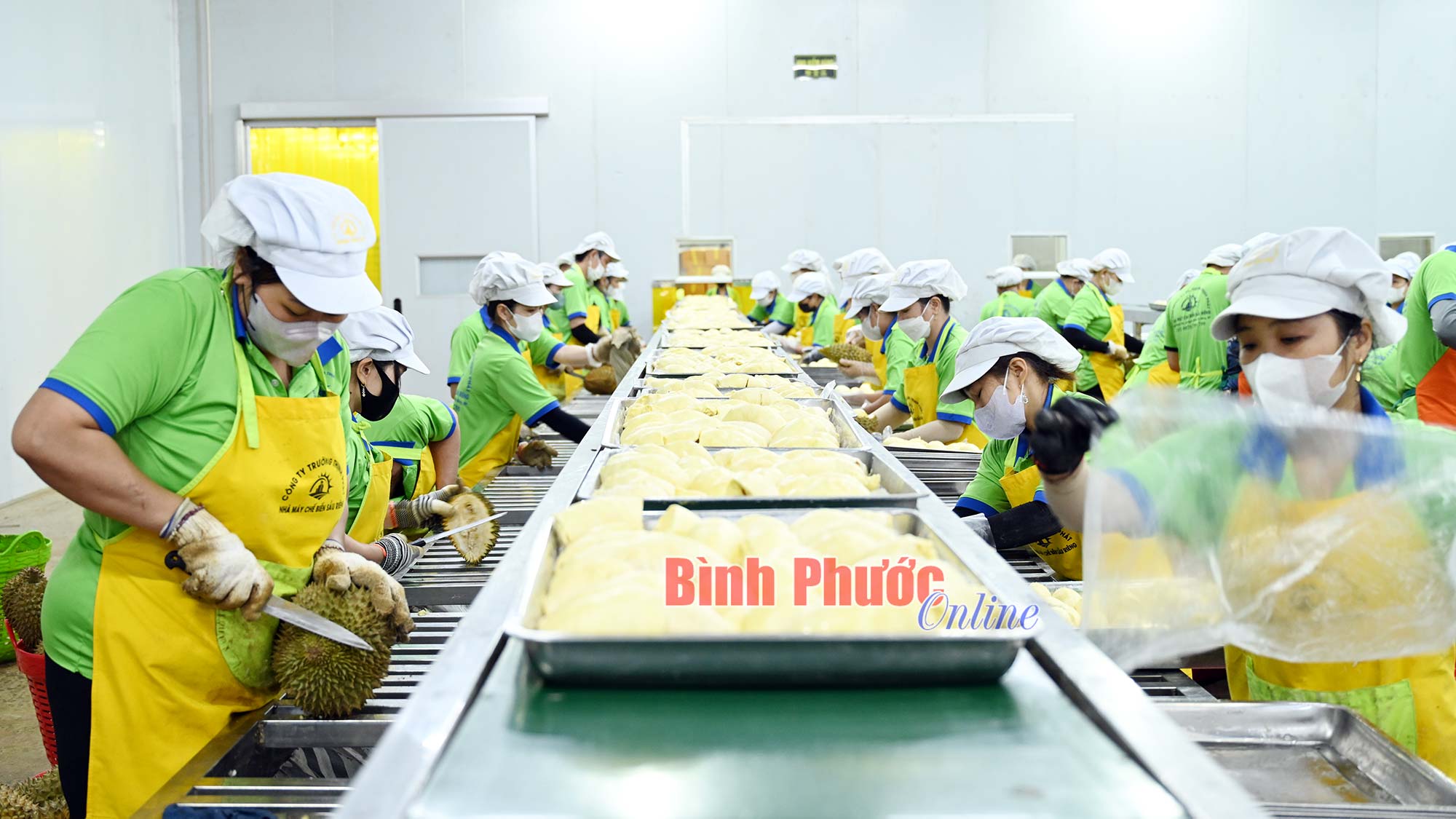 Doanh nghiệp sẵn sàng cho thị trường sầu riêng cấp đông