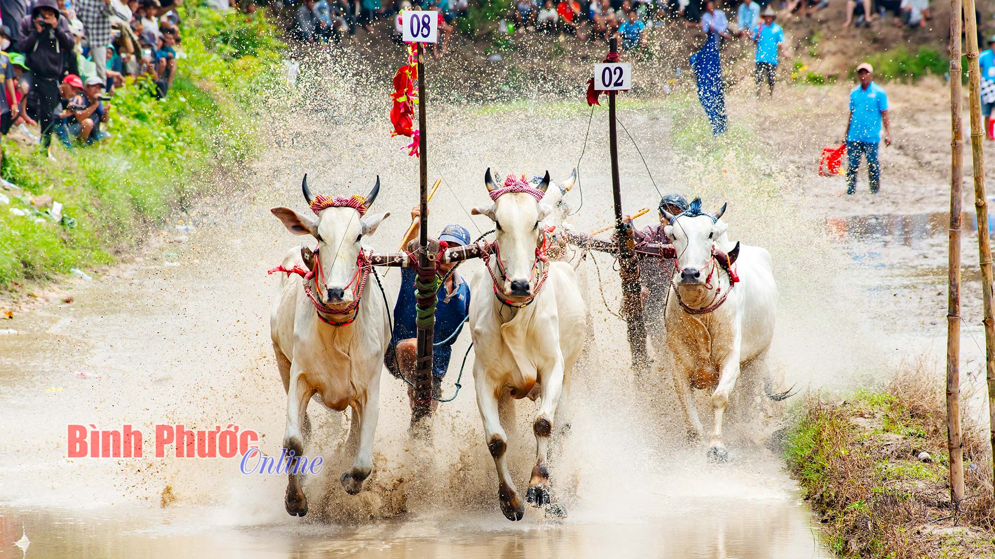 Đua bò - Nét văn hóa độc đáo của đồng bào Khmer