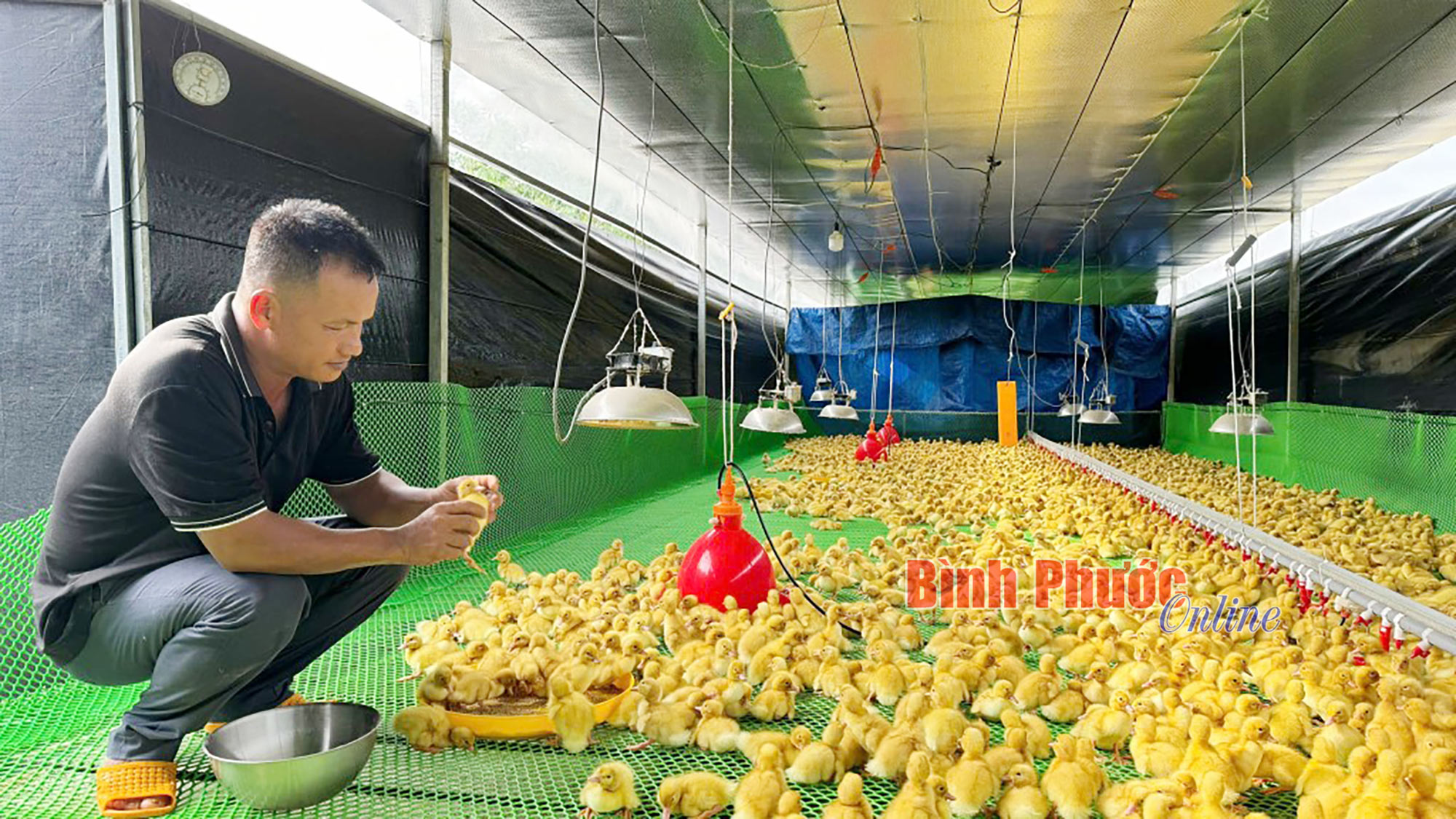 Hiệu quả từ nuôi vịt chuồng lạnh