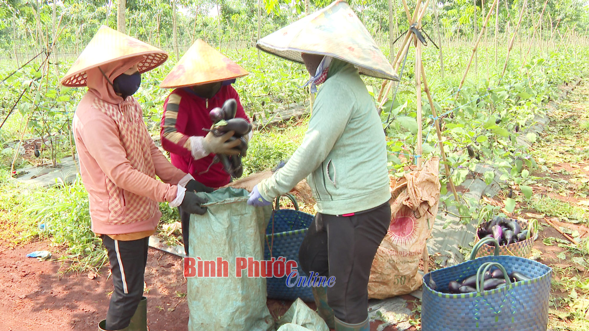Lợi kép từ vườn cao su chưa khép tán