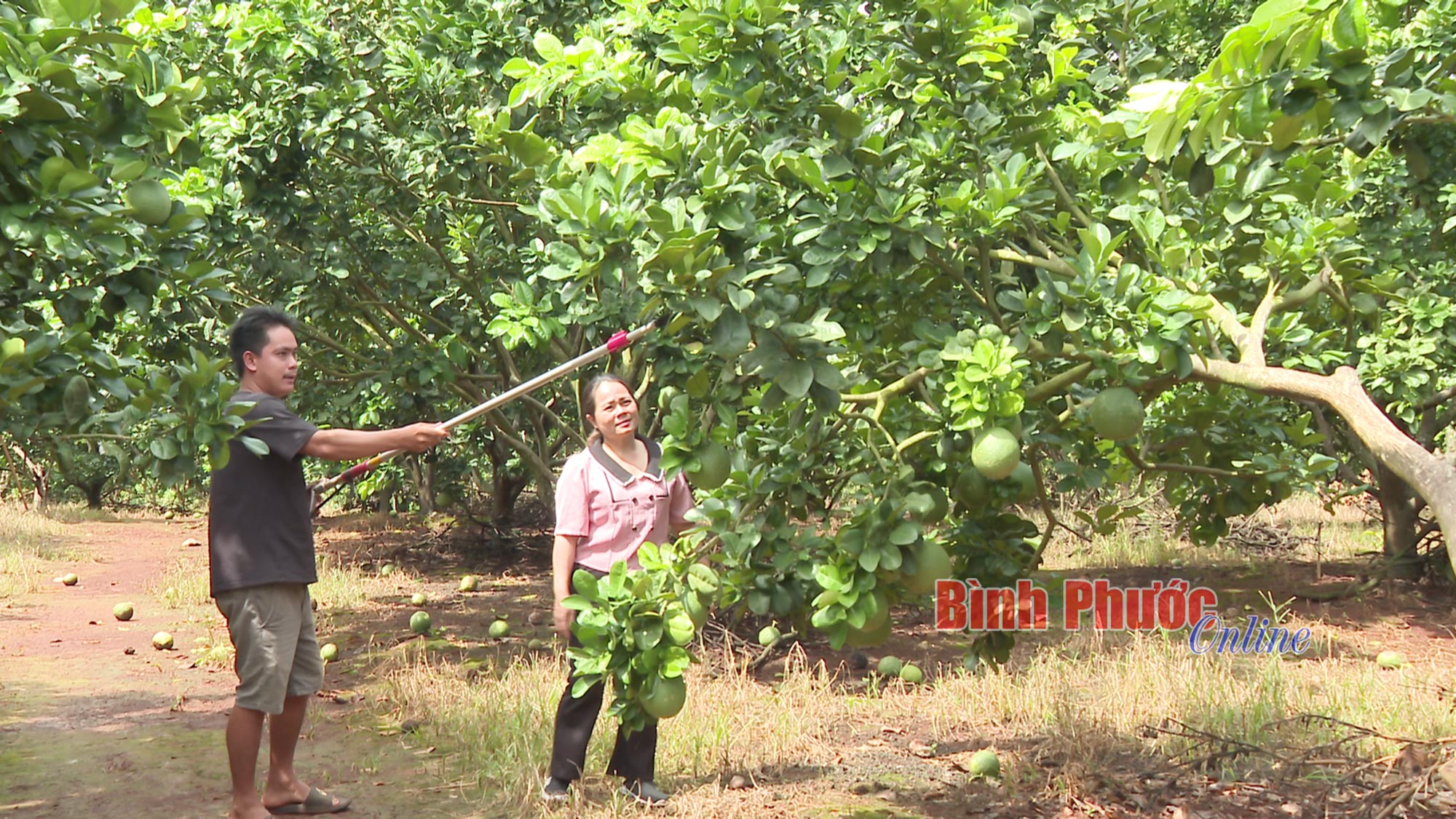 Nhện đỏ bùng phát trên cây bưởi
