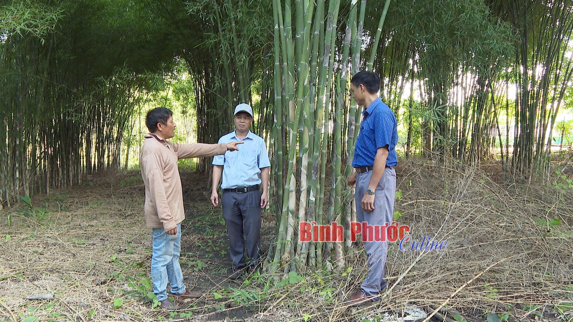 Phát triển cây tầm vông: Hướng đi triển vọng 