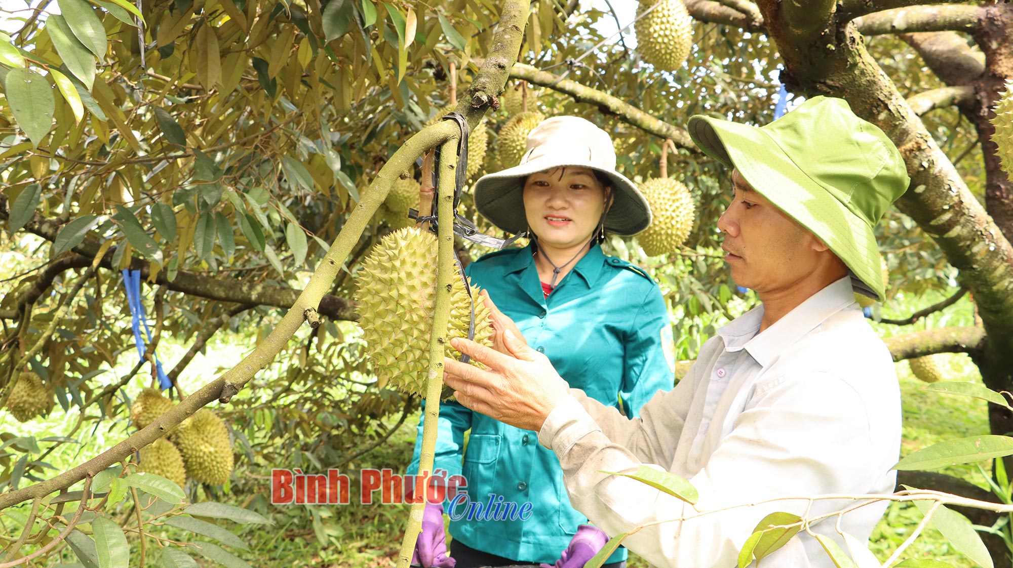 Sức sống mới ở Tây Nguyên