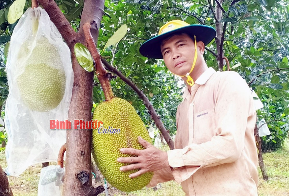Nông dân mở rộng diện tích trồng mít Thái  Báo An Giang Online