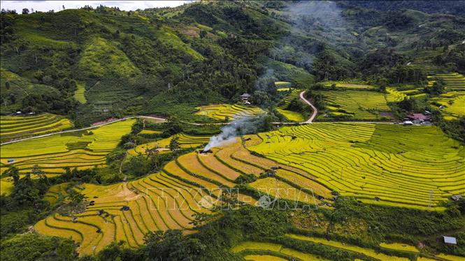 Rực rỡ 'mùa vàng' ở Mường Nhé, Điện Biên