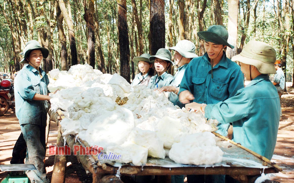 Giá mủ cao su tăng mạnh, nông dân trong tỉnh phấn khởi