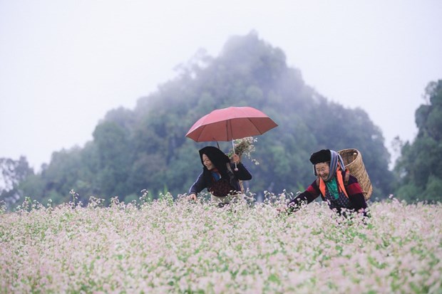 Lễ hội Hoa tam giác mạch online thu hút du khách đến với Hà Giang ...