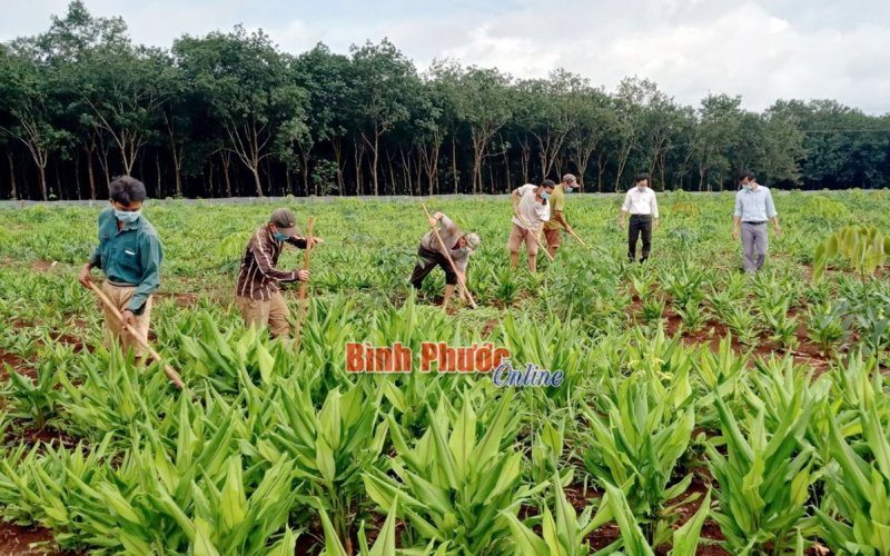 Giá Nghệ Bọ Cạp Mới Nhất 2025 - Tìm Hiểu Chi Tiết và Cập Nhật Mới Nhất