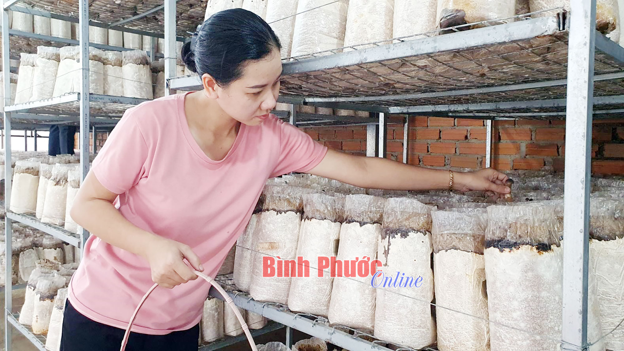 Sức hấp dẫn của nấm mối đen