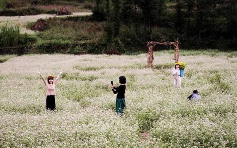 Kinh nghiệm khám phá mua hoa tam giác mạch ở Hà Giang Kinh nghiệm khám phá mua hoa tam giác mạch ở Hà Giang