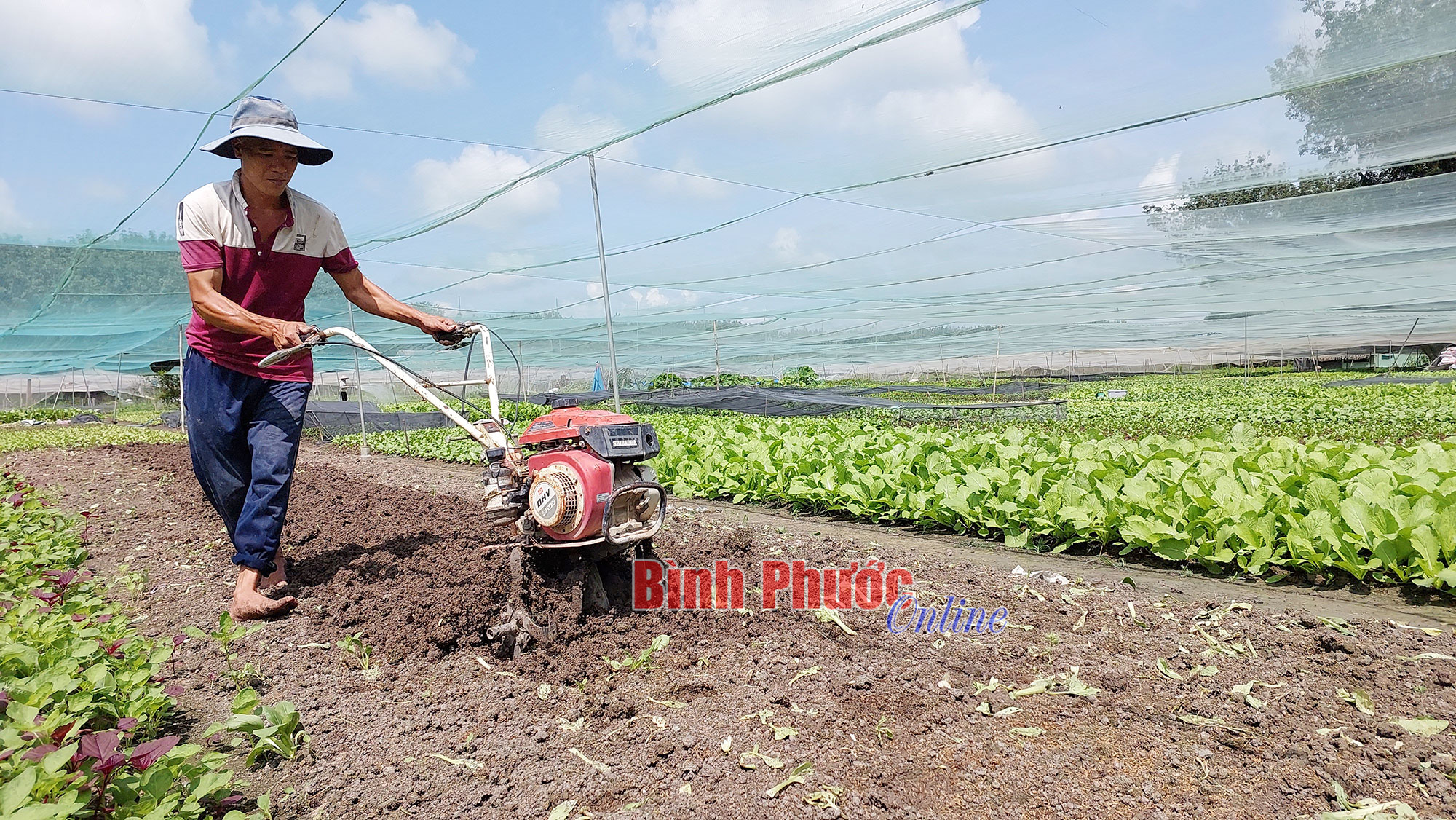 Làm nông giữa phố