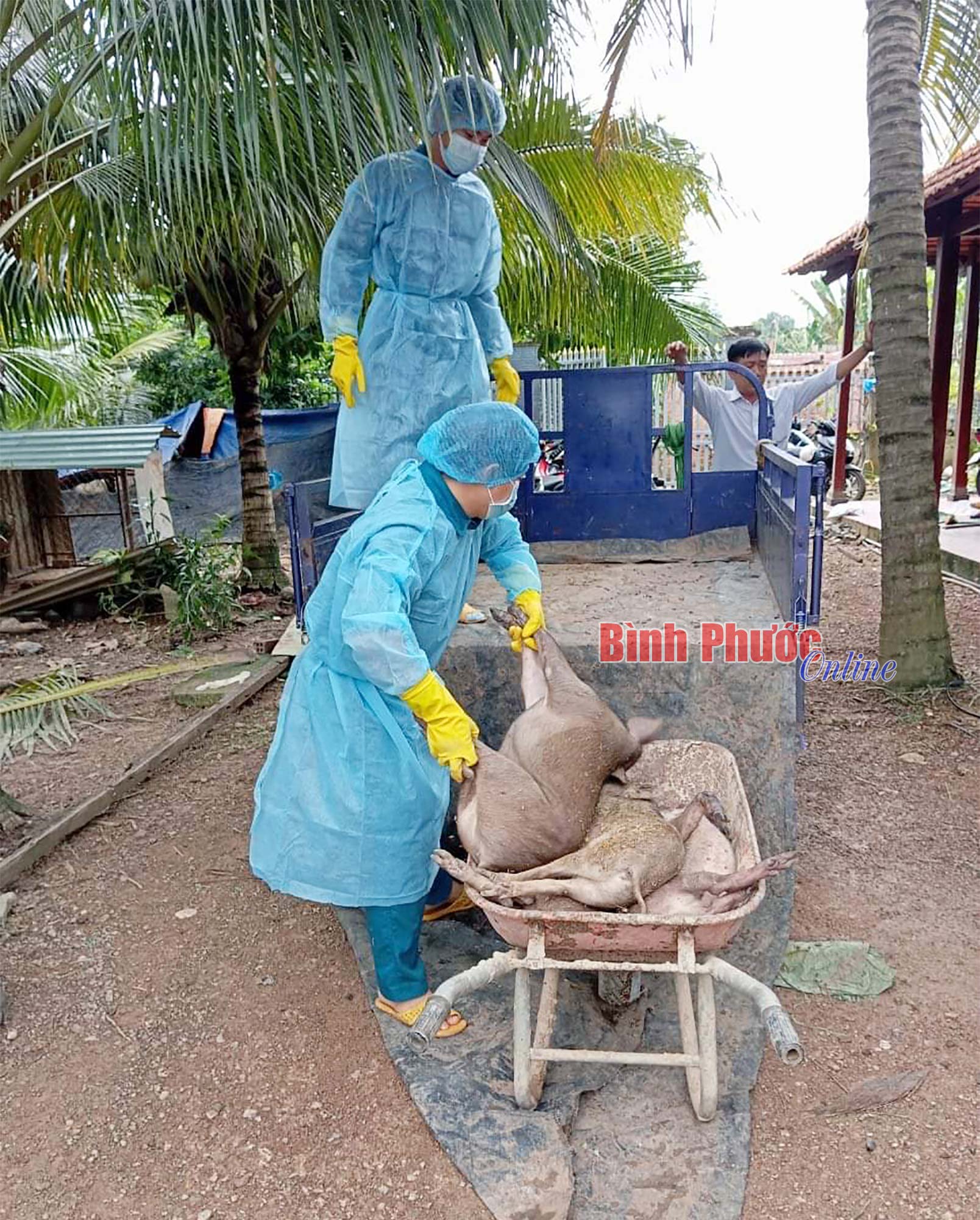 Chủ động phòng, chống, đẩy lùi bệnh dịch tả lợn châu Phi