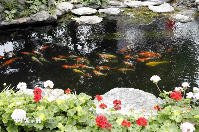 Một góc bể cá koi được nuôi bằng nước thải đã qua xử lý trong Khu công nghiệp Nam Cầu Kiền, Thủy Nguyên, Hải Phòng. (Ảnh: Trần Việt/TTXVN) TTXVN_1803carbon2.jpg