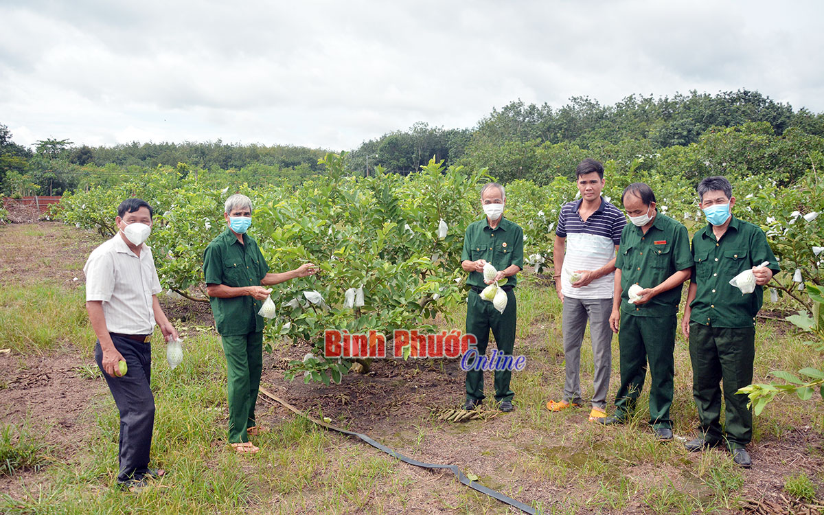 Khi cựu chiến binh giúp nhau phát triển kinh tế