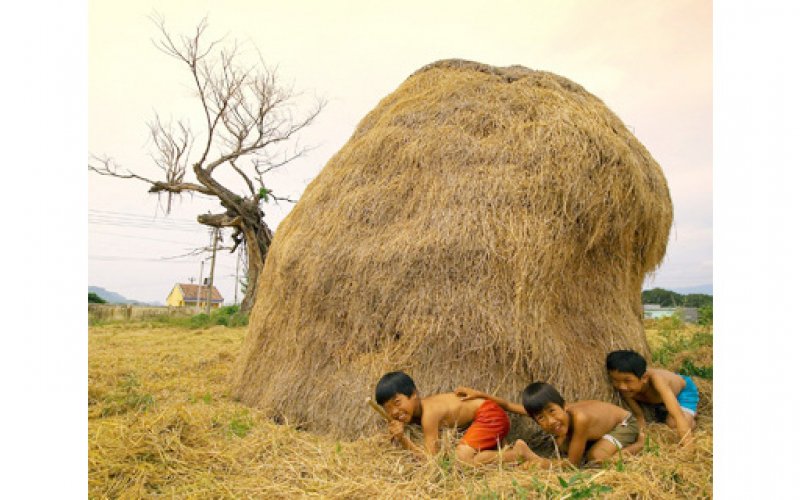 Khám phá đụn rơm là gì và cách sử dụng trong nông nghiệp hiện đại