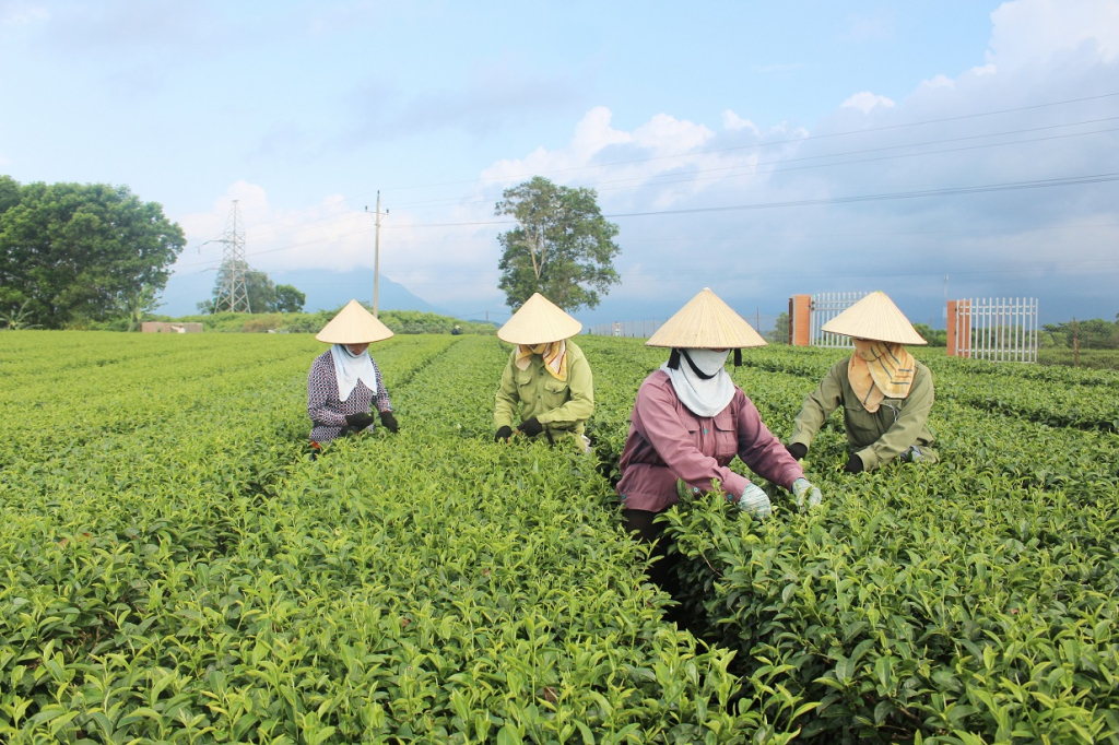 Nông dân xã Quảng Long, huyện Hải Hà thu hoạch chè. Ảnh: Thanh Tùng