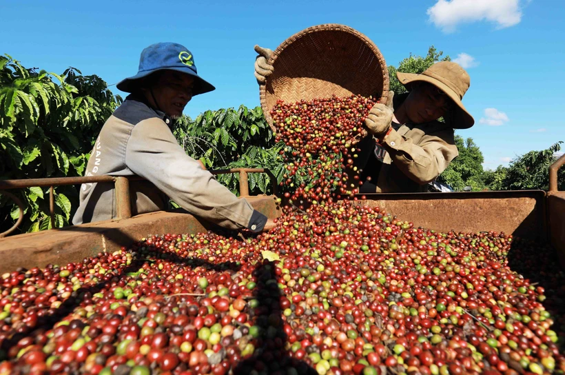 Cà phê kỳ vọng sẽ phá kỷ lục về giá trị xuất khẩu trong năm 2023