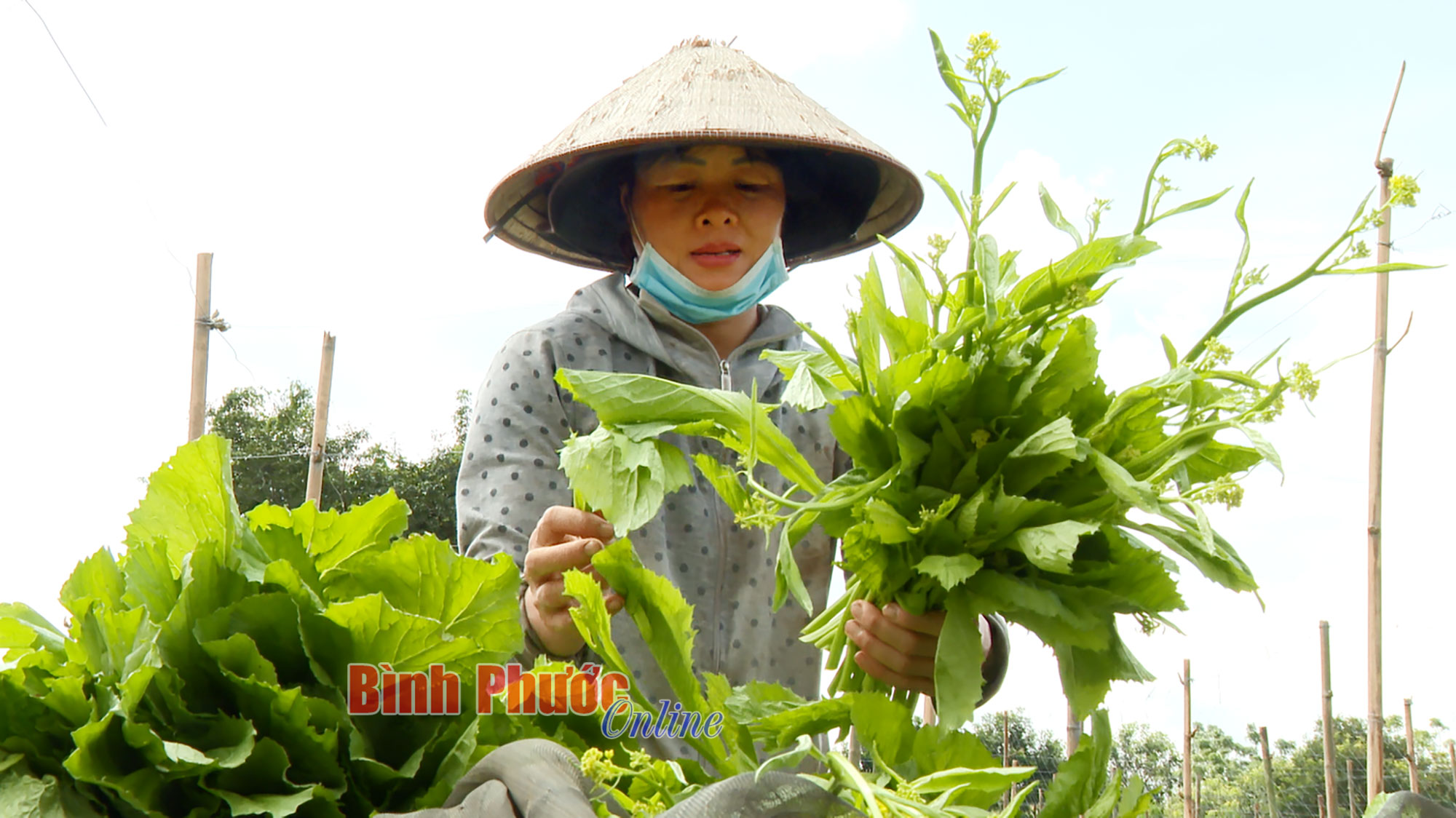 Liên kết để phát triển