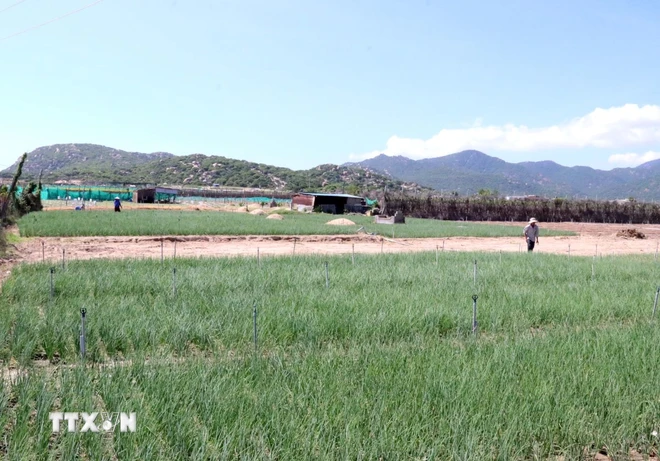 Vùng đất xây dựng nhà máy điện hạt nhân Ninh Thuận 2 trước đây ở thôn Thái An (xã Vĩnh Hải). (Ảnh: Công Thử/TTXVN) ttxvn-nha_may_dien_hat_nhan_ninh_thuan2.jpg