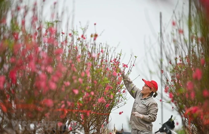 Dịp nghỉ dịp Tết Âm lịch năm 2025 sẽ kéo dài 9 ngày bao gồm 5 ngày nghỉ Tết Âm lịch và 4 ngày nghỉ hằng tuần. (Ảnh: PV/Vietnam+)