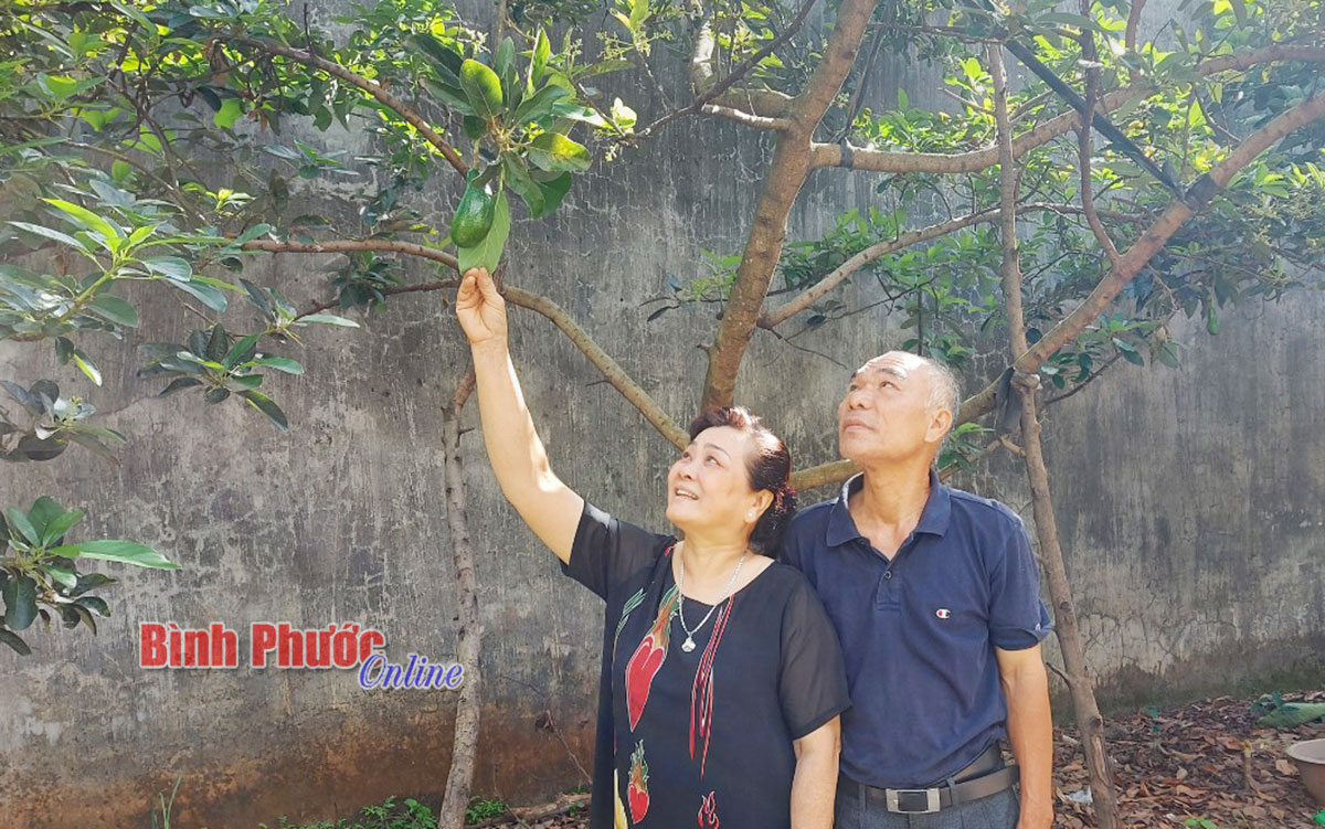 “Tôi sẽ làm giàu từ cây bơ”