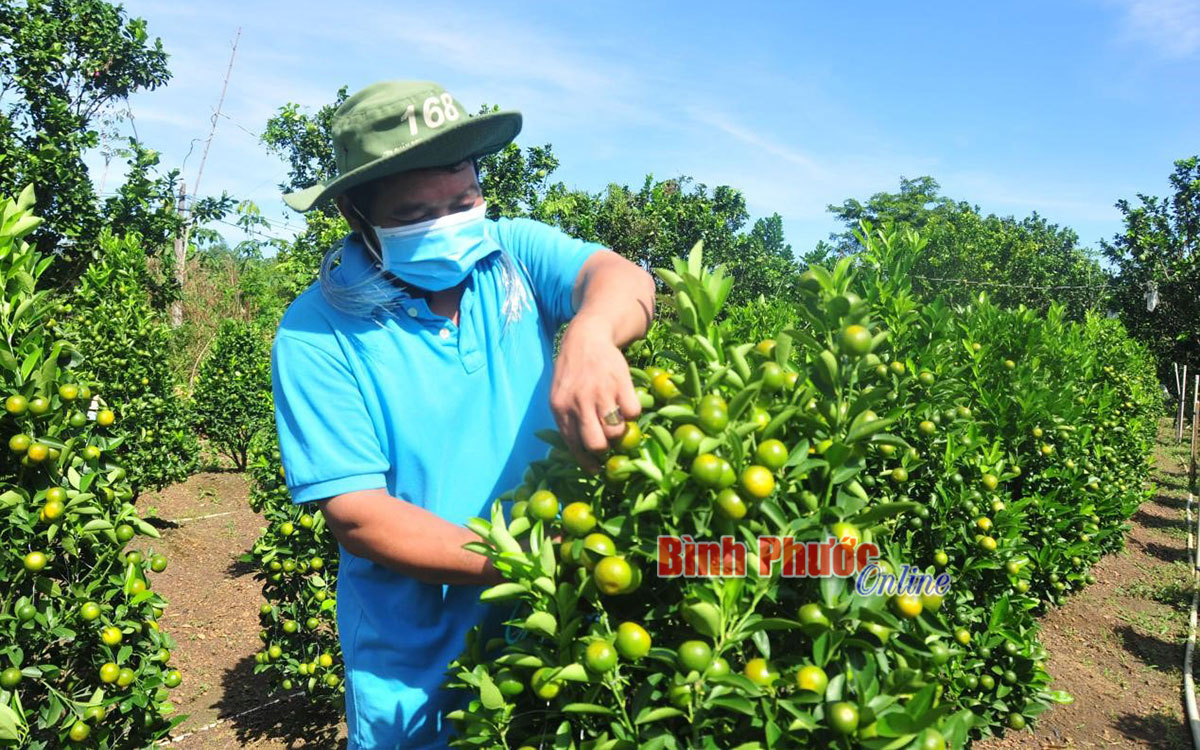 Nông dân Lộc Ninh chủ động hàng hóa phục vụ tết