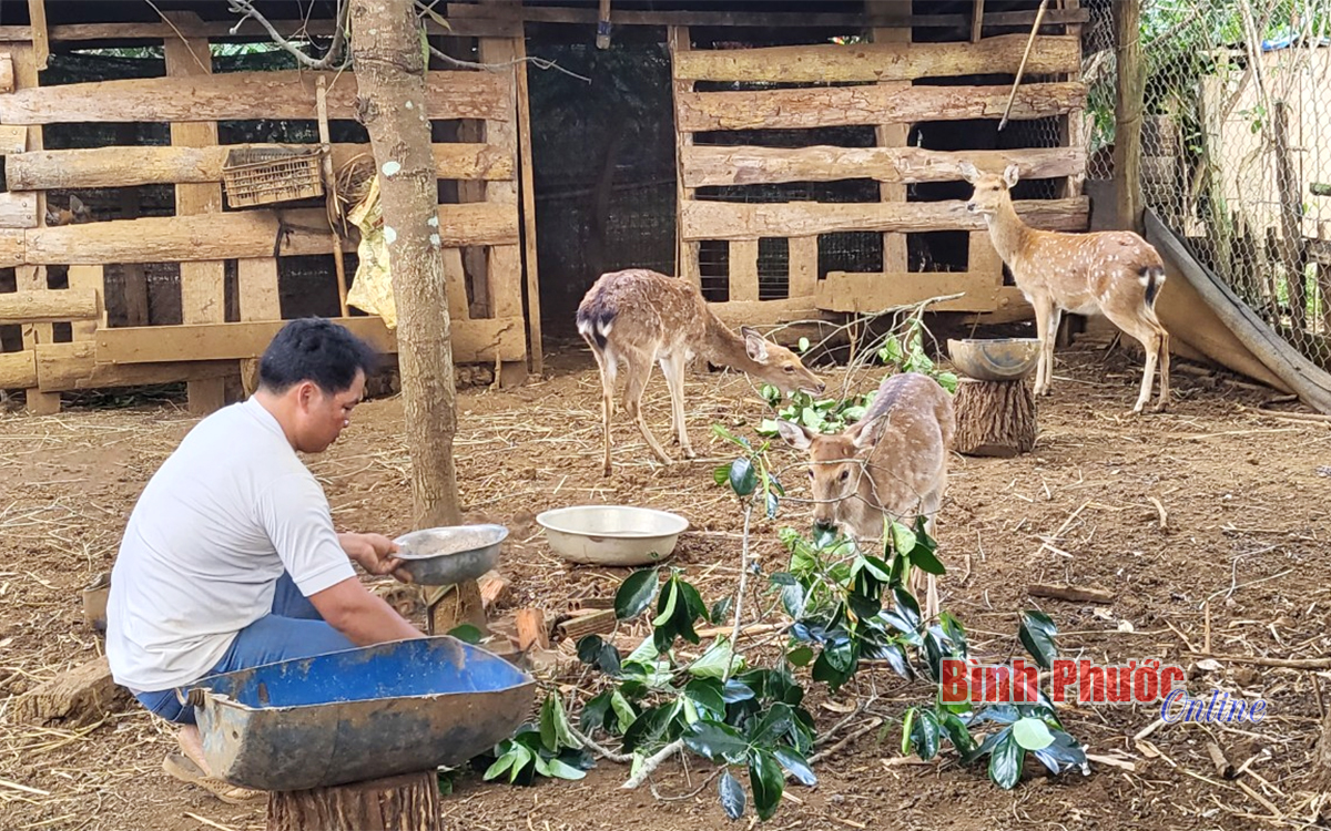 Tín hiệu vui từ nuôi hươu lấy nhung  Binh Phuoc Tin tuc Binh Phuoc Tin  mới tỉnh Bình Phước