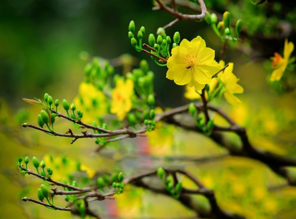 Xuân Bình Phước: Đón nhận không khí Tết tràn ngập trong hình ảnh của Xuân Bình Phước. Bức tranh hoa mai tươi sáng và phong cách hiện đại sẽ khiến bạn ngất ngây.
