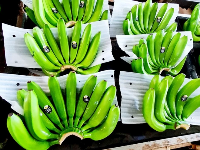 (Ảnh: Hồng Đạt/TTXVN) ttxvn-chuoi.jpg