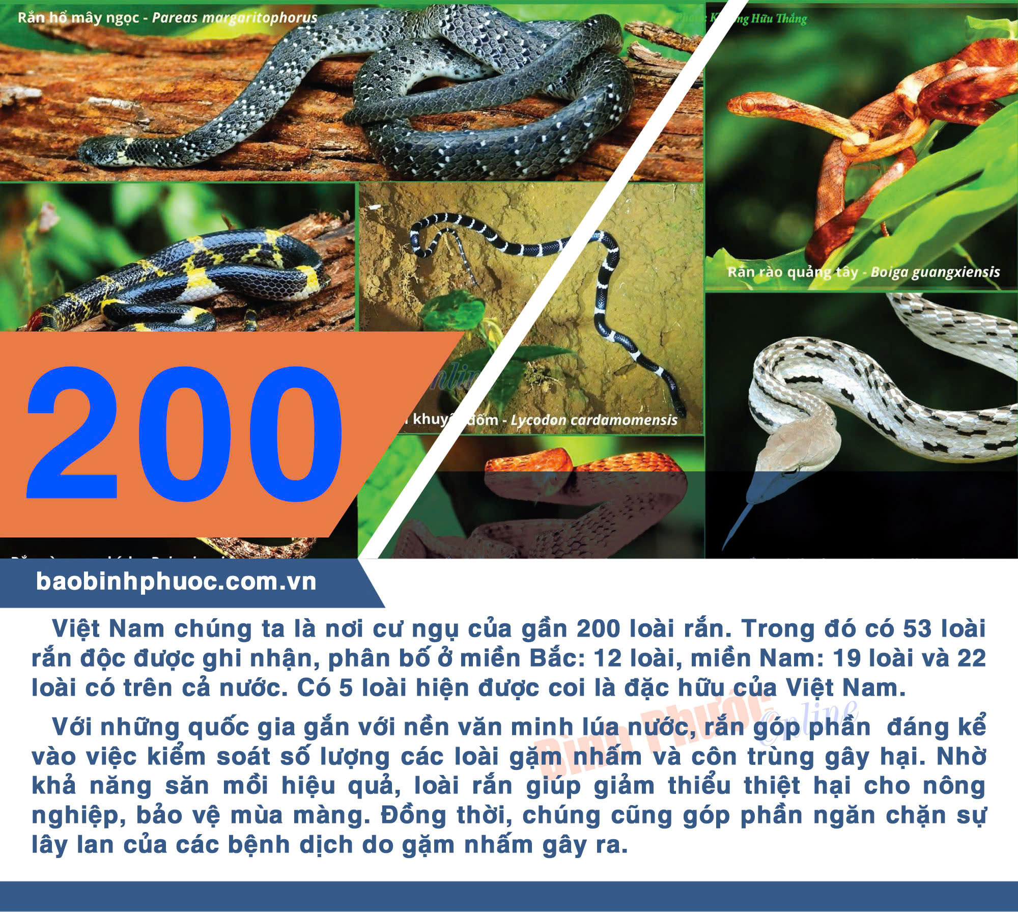 Việt Nam có gần 200 loài rắn đang cư ngụ - Binh Phuoc, Tin tuc Binh ...