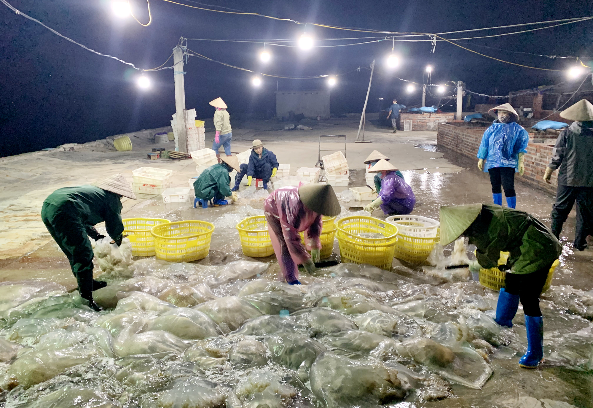 Hiện trên địa bàn huyện Vân Đồn có 6 xưởng thu mua, chế biến sứa biển hoạt động, ở xã Quan Lạn và Minh Châu. Ảnh: Mạnh Trường