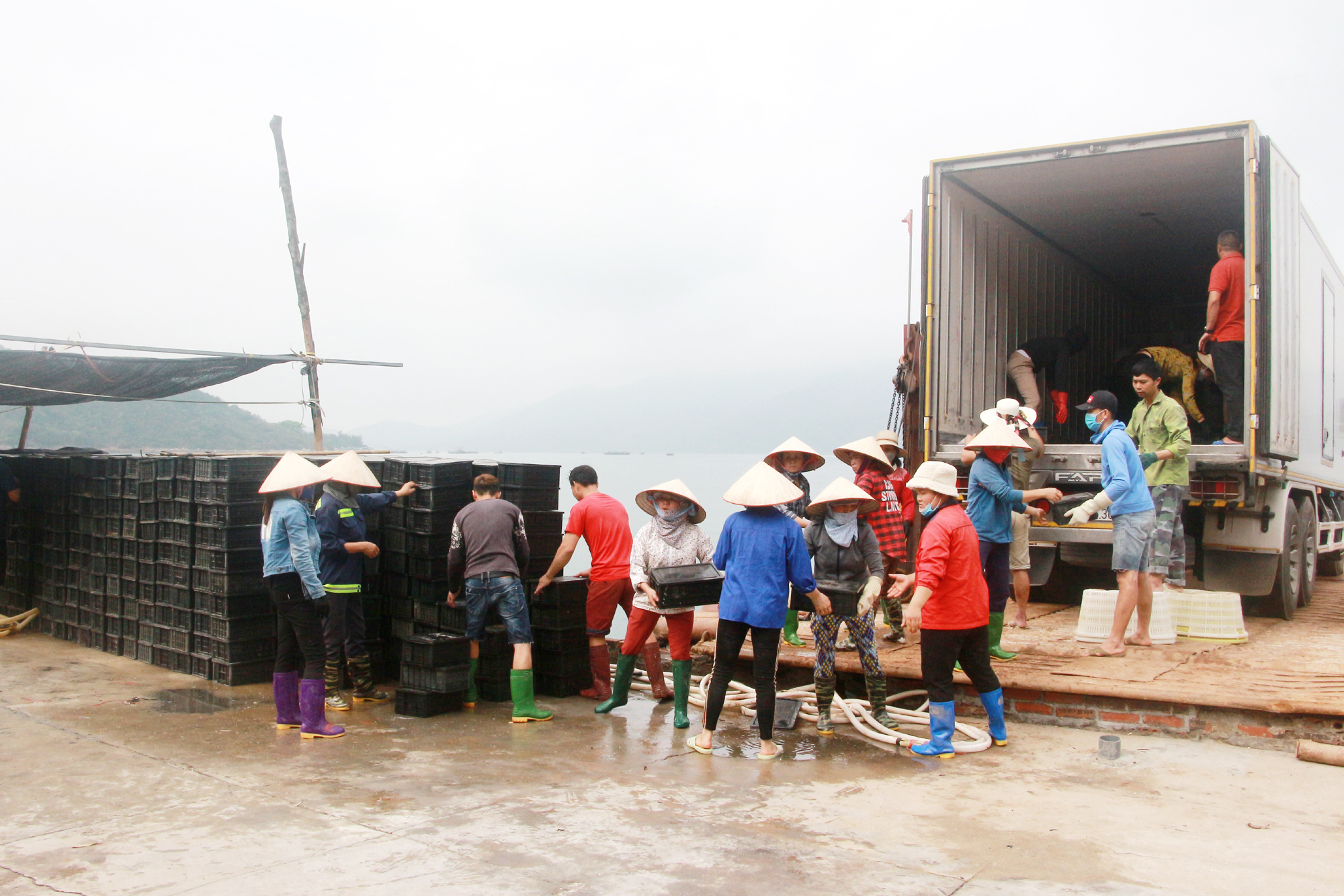 Hiện tại, thị trường tiêu thụ sứa biển chủ yếu là nội địa, tại các tỉnh miền Trung và miền Nam, với giá từ 100.000 - 200.000 đồng/thùng, tùy chủng loại sứa. Ảnh: Mạnh Trường