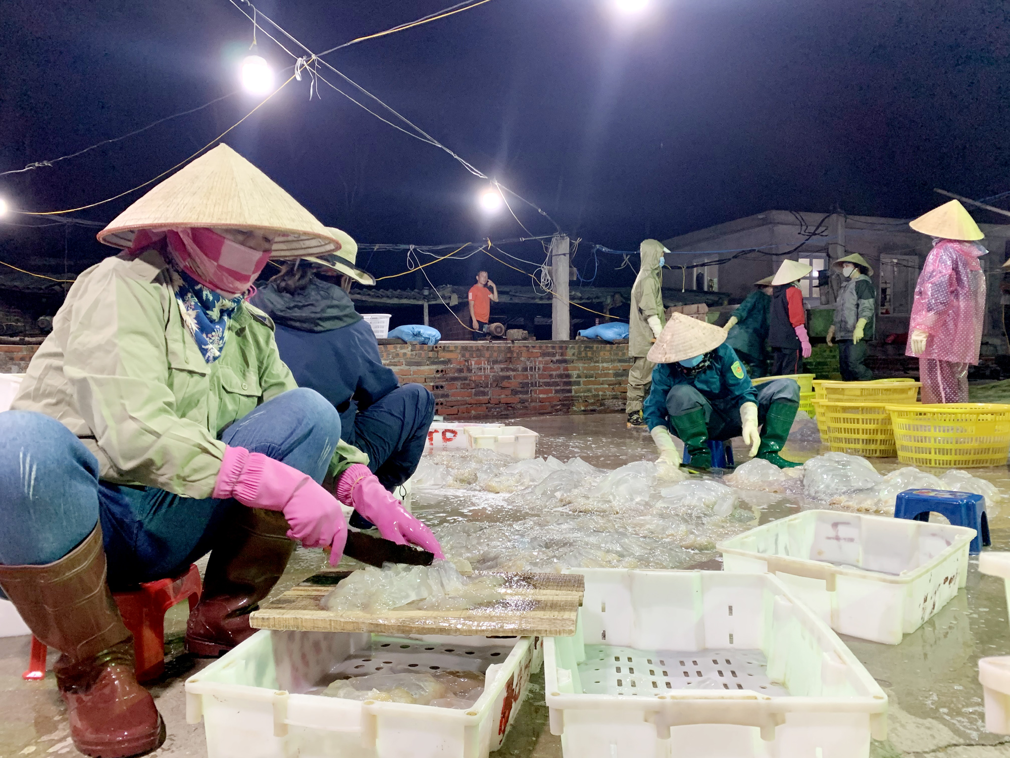 Giá thu mua sứa của các xưởng năm nay là 5.000 đồng/con, giảm 1.000 đồng so với năm 2020. Ảnh: Mạnh Trường