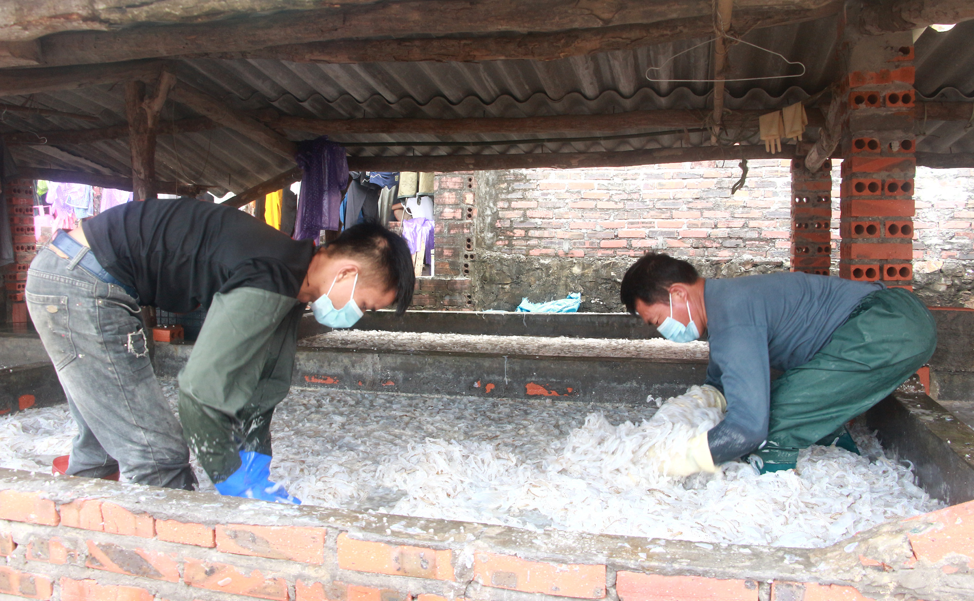 Sứa được thu mua, phân loại phần đầu và thân, sau đó được mang đi ngâm muối trong khoảng thời gian 8 ngày và đóng thùng. Ảnh: Mạnh Trường