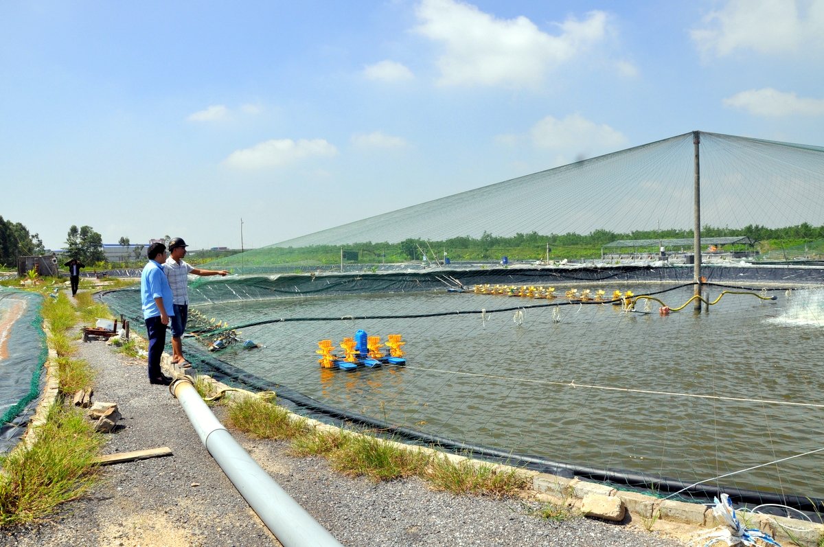 Mô hình nuôi tôm thẻ chân trắng ứng dụng KHCN của anh Bùi Công Nam (phường Hà An, TX Quảng Yên).