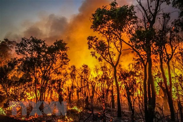Clip nghệ thuật cháy rừng Vẽ hình Ảnh  lửa png tải về  Miễn phí trong  suốt đen png Tải về
