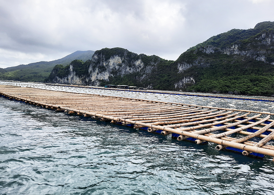 Hiện vật liệu lồng bè NTTS của Quảng Ninh chủ yếu kém bền vững, không phù hợp để nuôi biển.