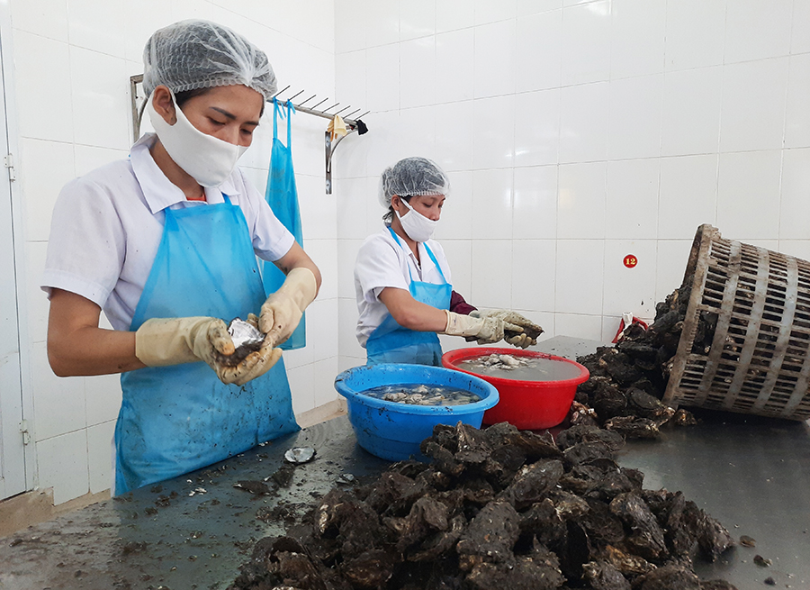 Sơ chế hàu tại Công ty CP Chế biến thủy sản Hạ Long.