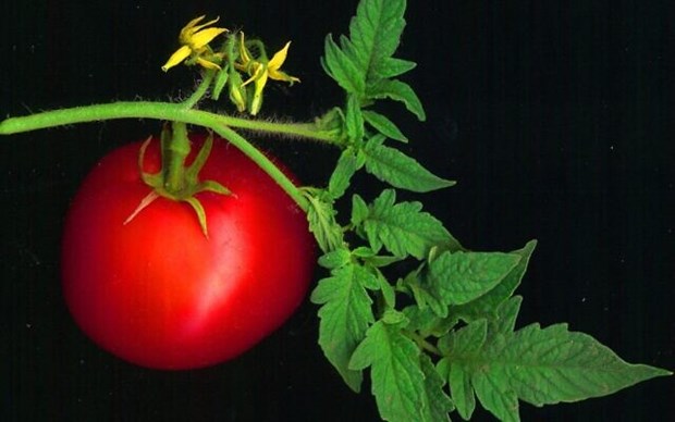 Cac nha khoa hoc Israel phat hien thuc vat co the phat ra am thanh hinh anh 1