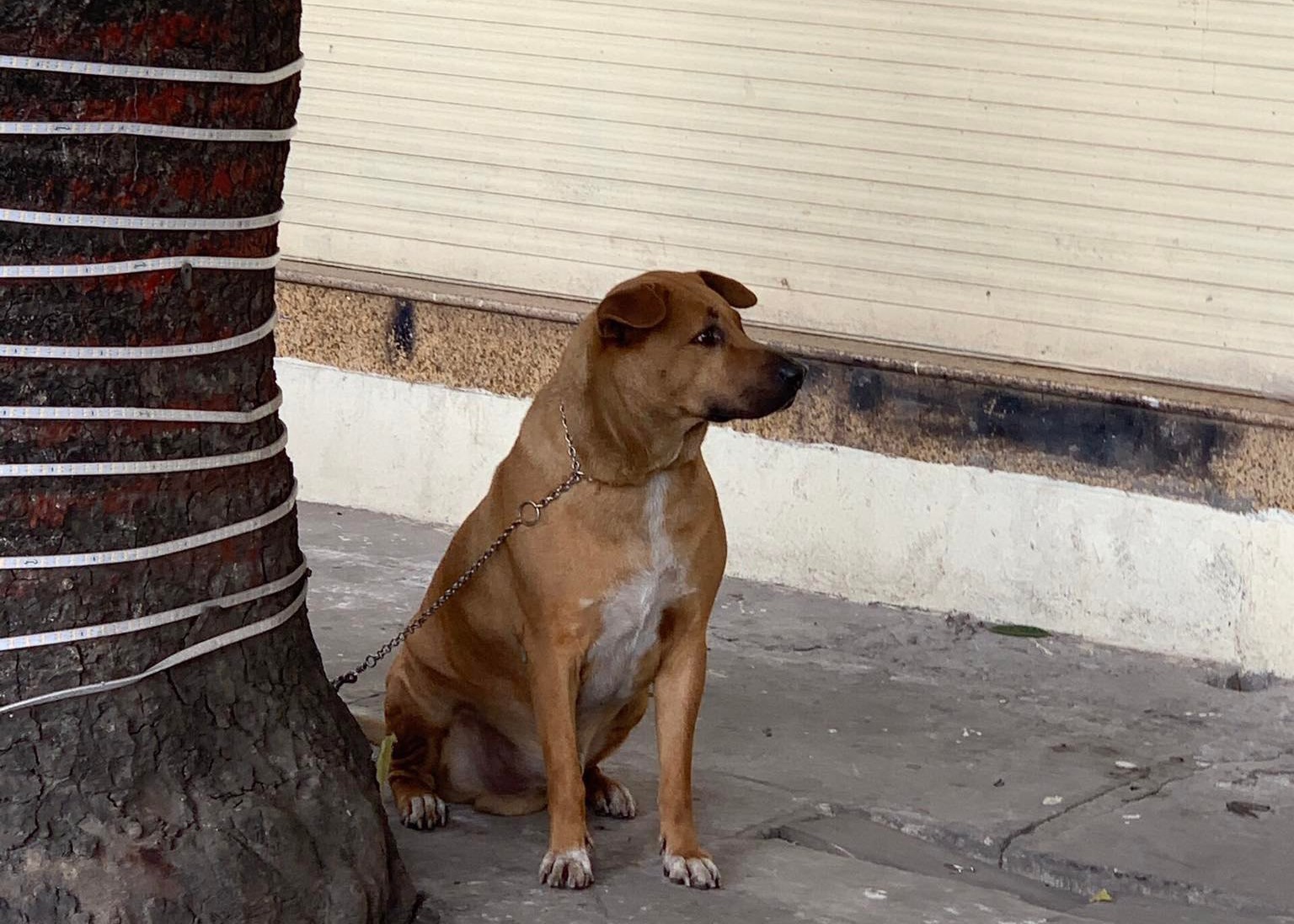 Xử lý cán bộ thiếu trách nhiệm, buông lỏng quản lý phòng chống bệnh dại