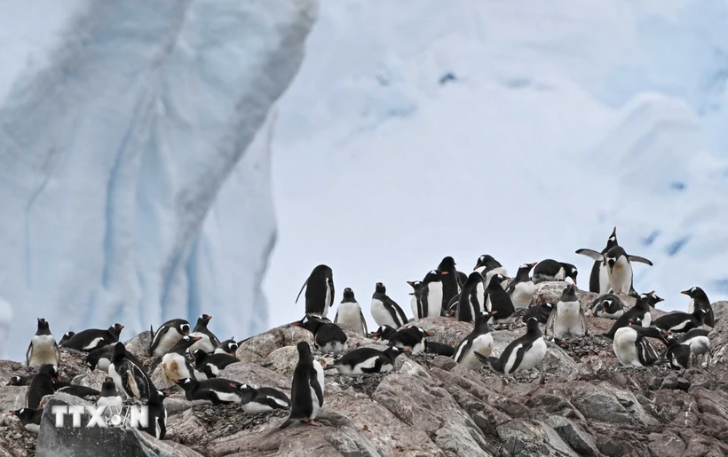 Chim cánh cụt trên Vịnh Paradise ở Eo biển Gerlache, Nam Cực. (Ảnh: AFP/TTXVN)