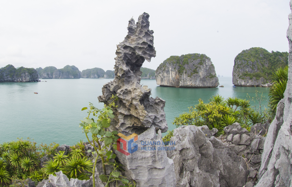 sự sống nhô lên từ đá