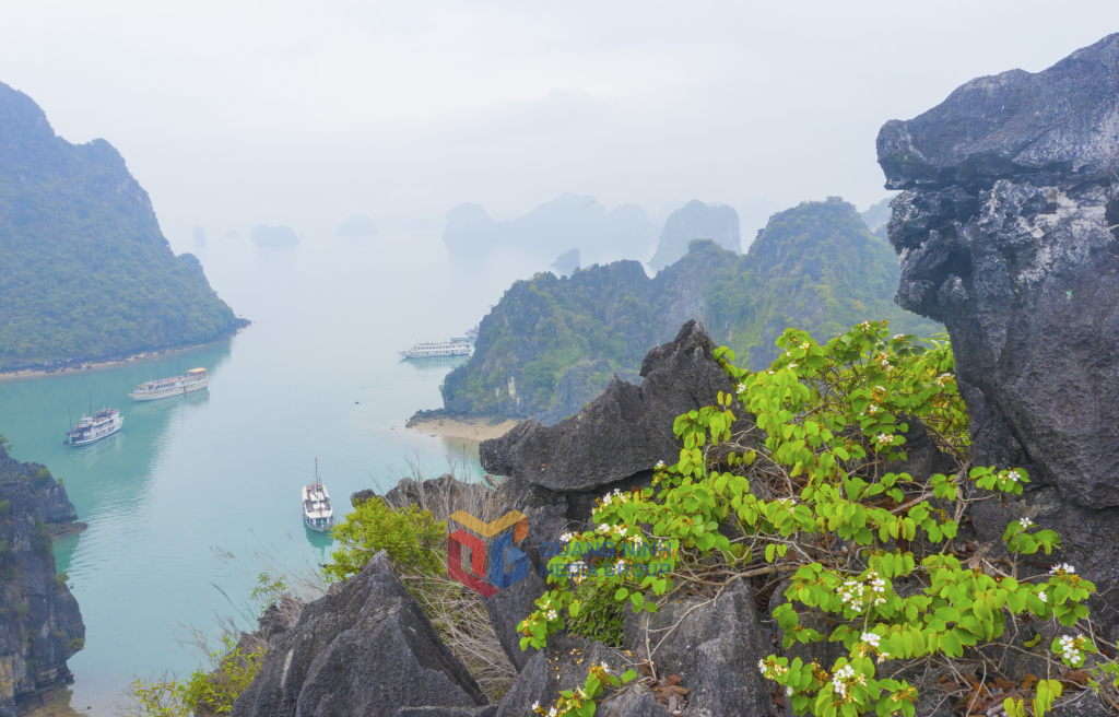 Cây xộp cũng ra hoa sớm