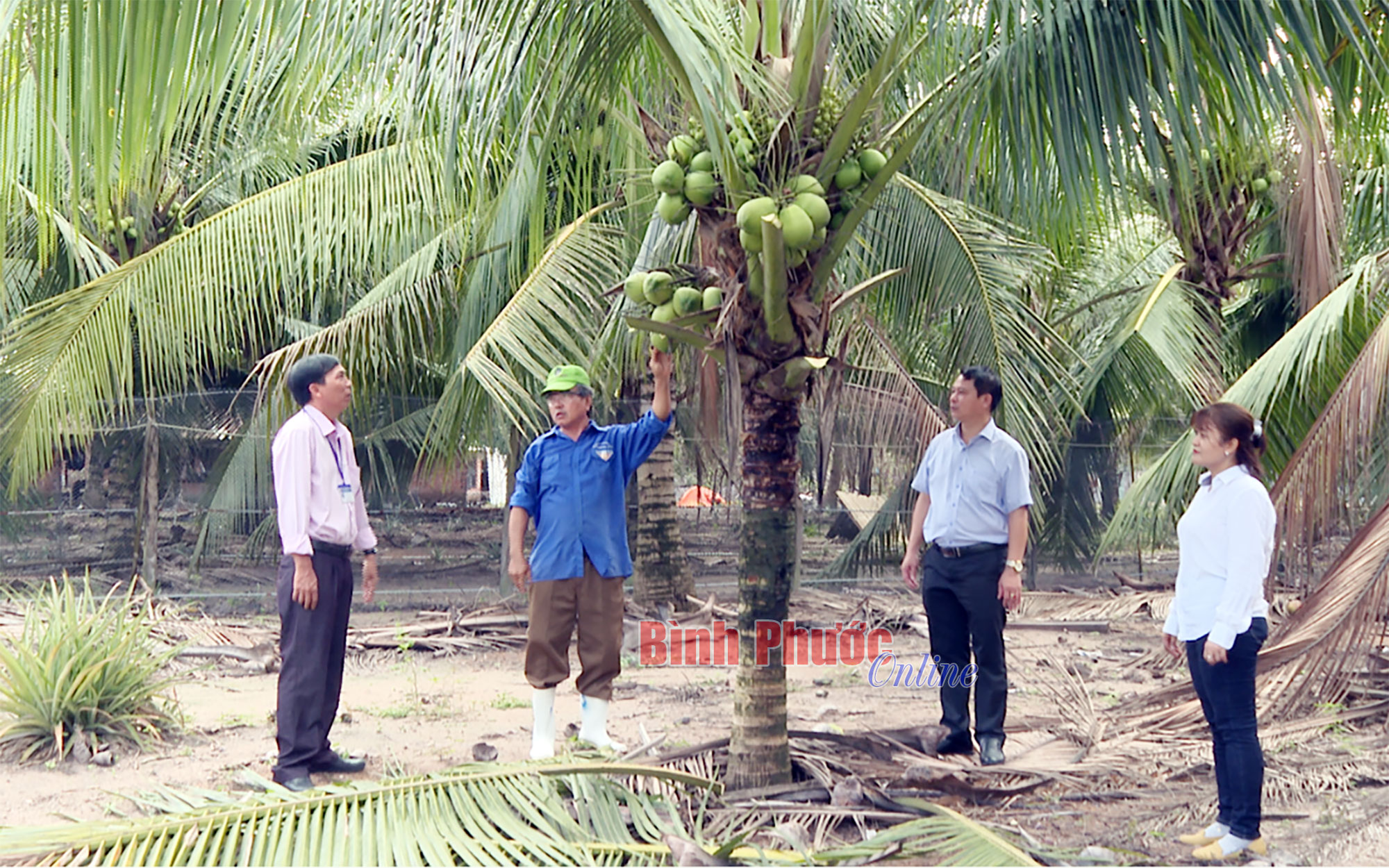 Trồng dừa xiêm lùn cây thấp tè đã ra đầy trái nông dân Hậu Giang rủng  rỉnh tiền tiêu