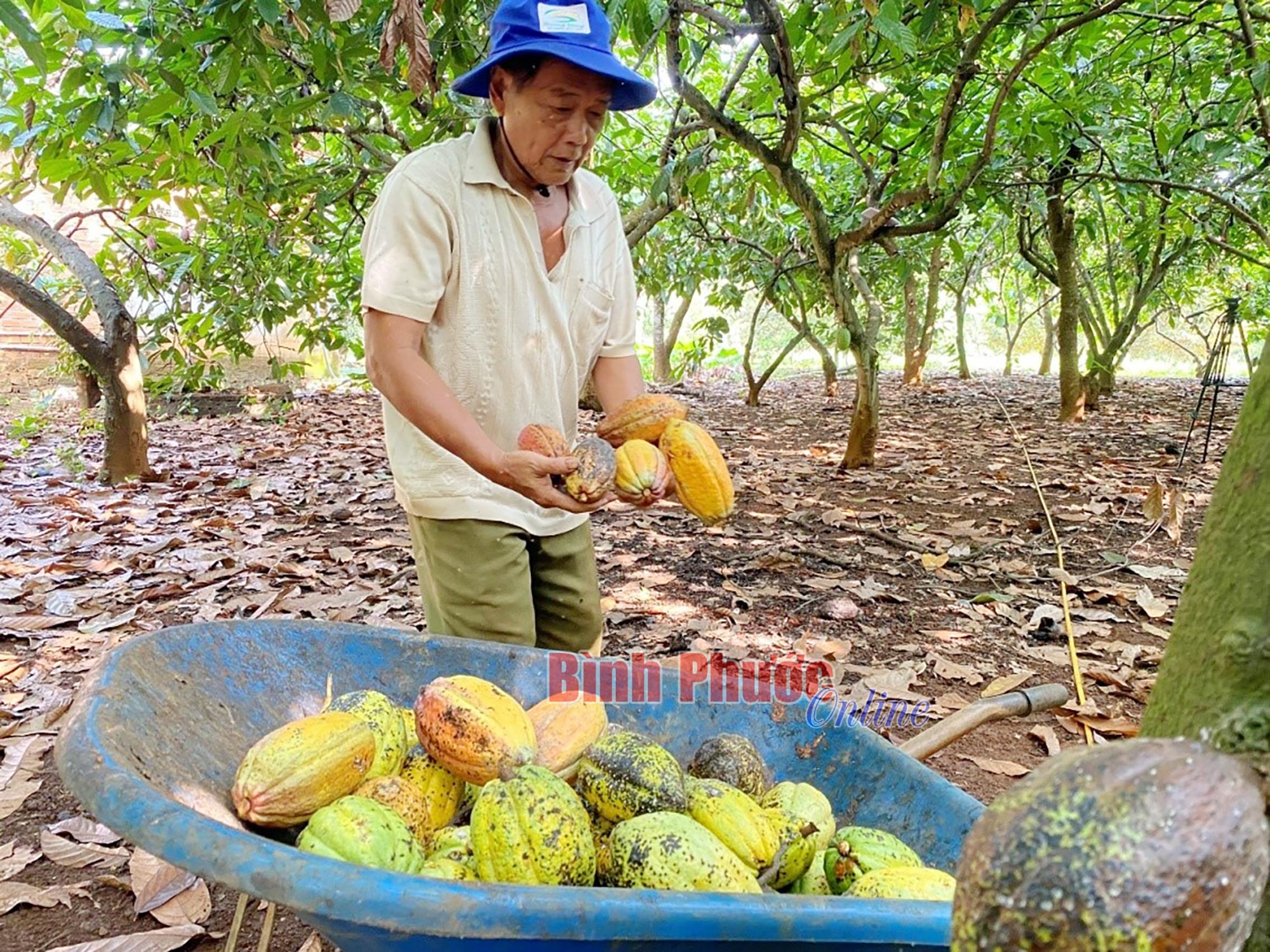 Ca cao xen điều vẫn phát huy lợi kép