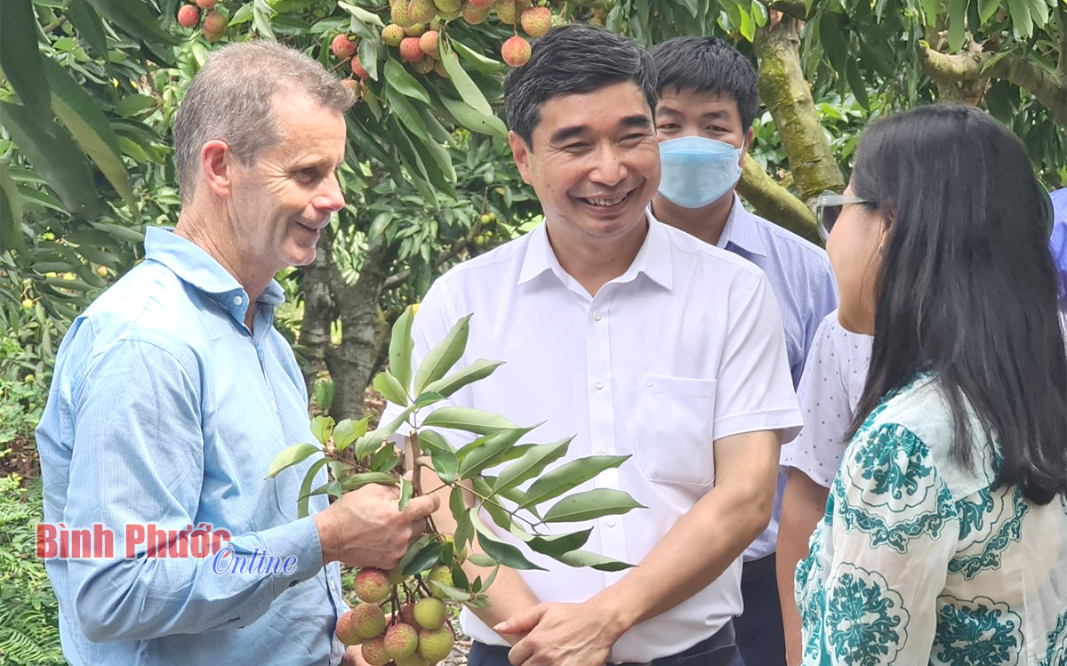 Vải thiều Hải Dương: Quả ngọt vươn xa