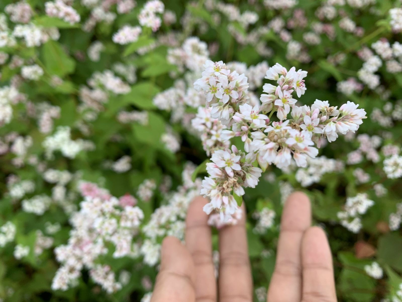 Ngỡ Ngàng Ngắm Hoa Tam Giác Mạch Trái Mùa Tại Hà Giang - Binh Phuoc, Tin Tuc Binh Phuoc, Tin Mới Tỉnh Bình Phước