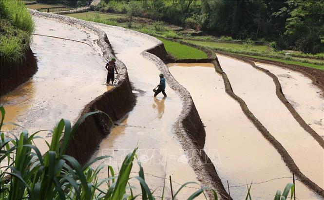 Mùa nước đổ trên những thửa ruộng bậc thang ở Lai Châu