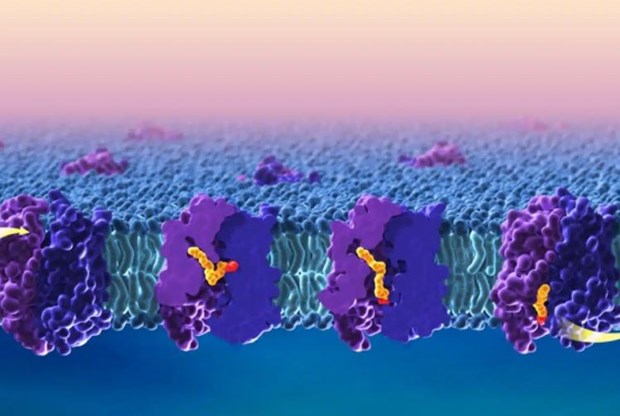 Trien vong dua thuoc co chu dich vao he than kinh trung uong hinh anh 1